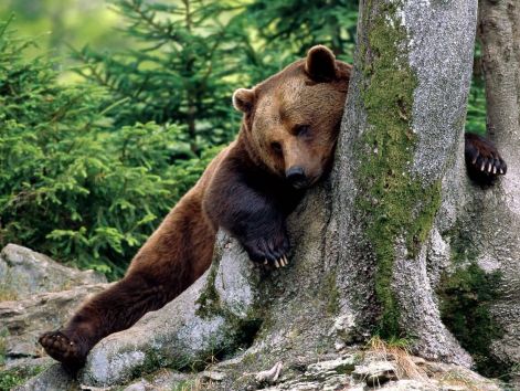 rest_stop_brown_bear-1600x1200.jpg